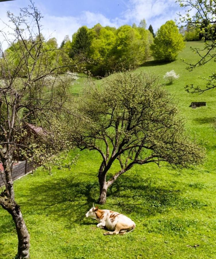 Voinescu House - Natural Living & Eating 시몬 외부 사진